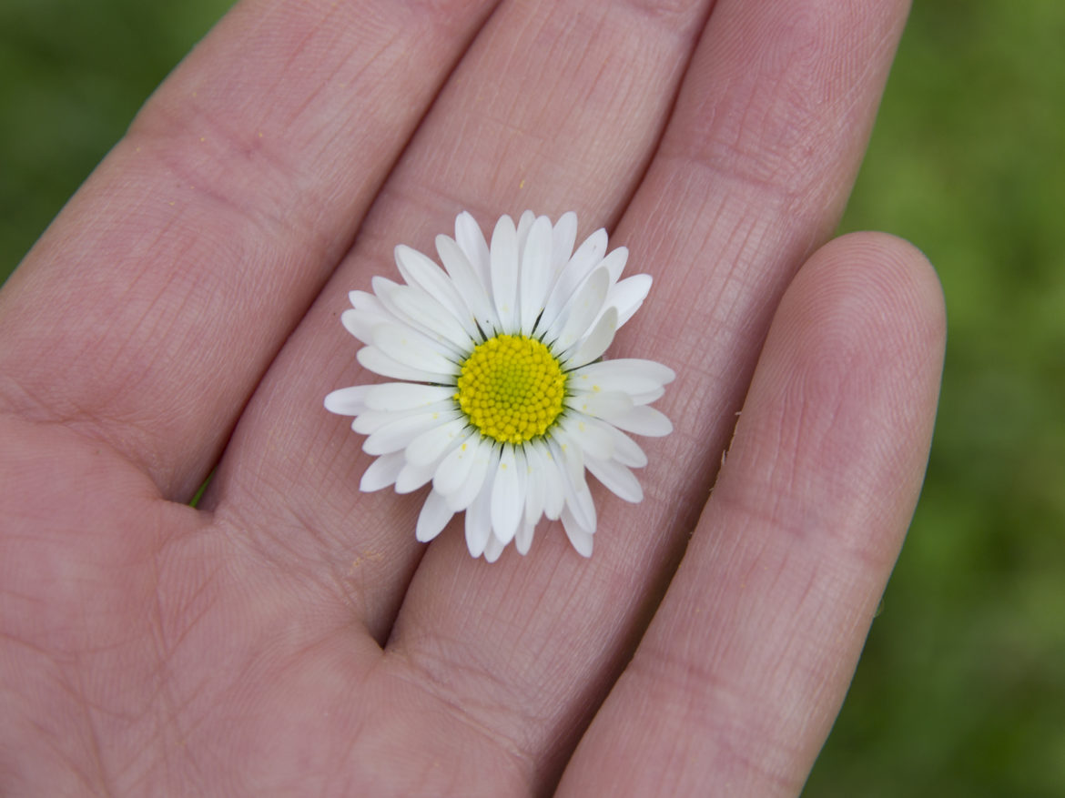 Madeliefje – Plantaardiger