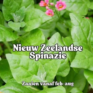 Nieuw Zeelandse spinazie zaden