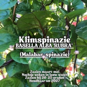 Klimspinazie zaden