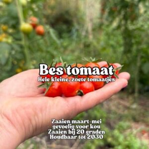 Bes Tomaat zaden