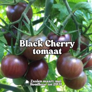 Black Cherry Tomaten zaden