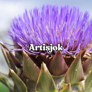 Artisjok zaden