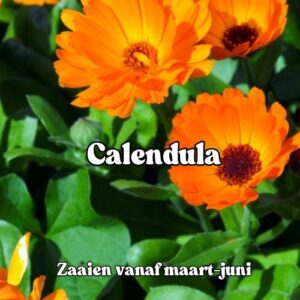 Calendula zaden