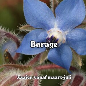 Borage