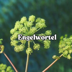 Engelwortel